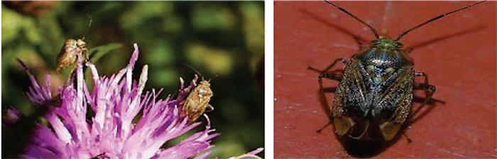 سن گلخوار یونجه